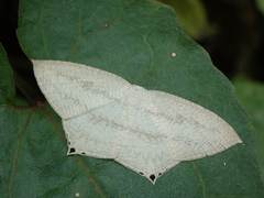 Acropteris ciniferaria