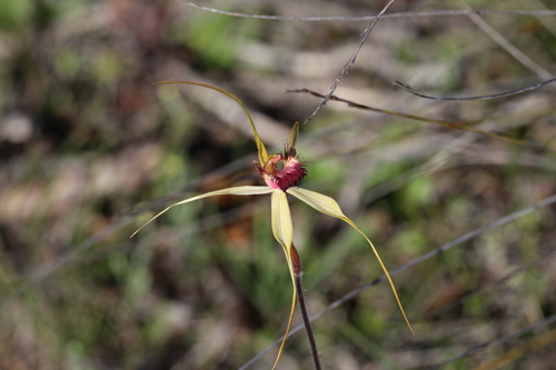 Esperance king spider orchid (Caladenia decora)