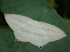 Acropteris ciniferaria