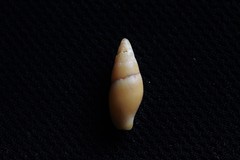 Isara badia