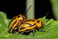 Endocephalus lineatus