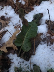 Rumex obtusifolius obtusifolius