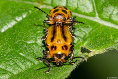 Endocephalus lineatus