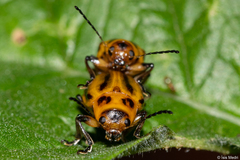 Endocephalus lineatus