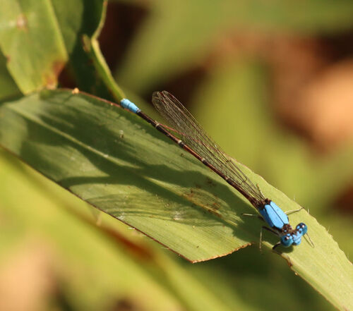 Blue-fronted Dancer