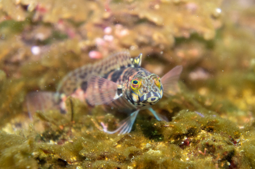 U-mark sandperch (Parapercis snyderi) — Pinguipedidae