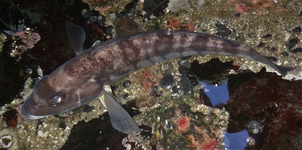 Pacific Sandperch