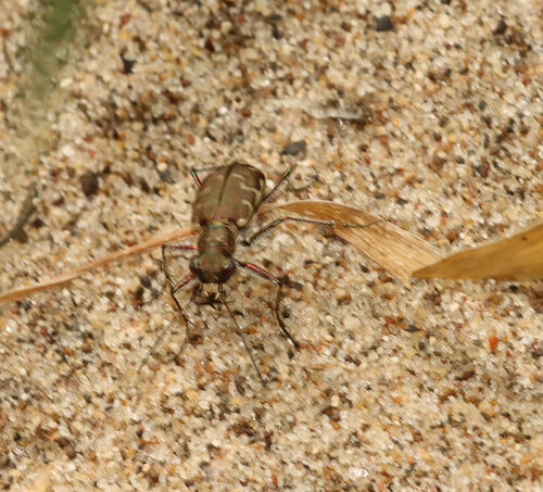 Bronzefarbener Sandlaufkäfer