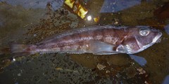 Pacific Sandperch photo 2