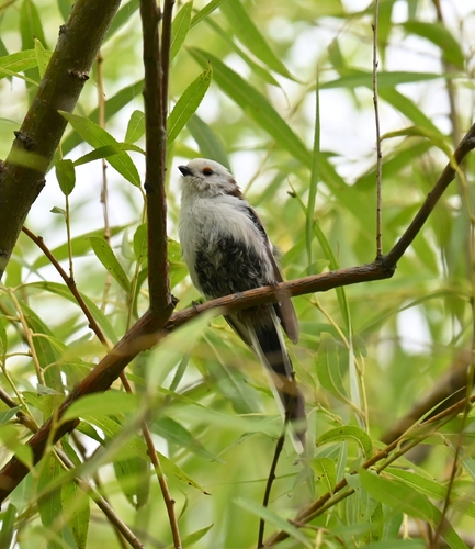 Long-tailed Tit