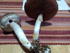 Agaricus moelleri