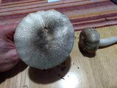 Agaricus moelleri