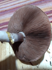 Agaricus moelleri