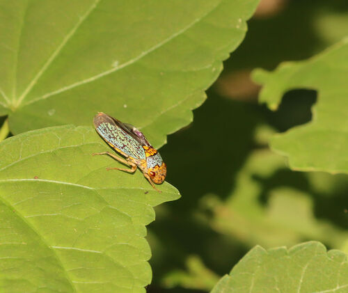 Broad-headed Sharpshooter