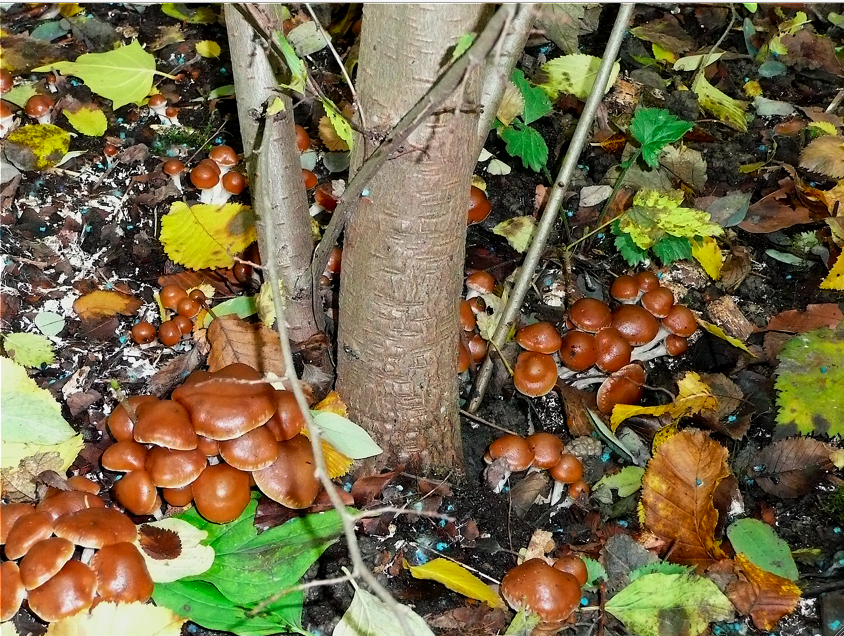 Psilocybe cyanescens image