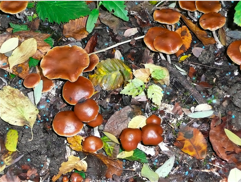 Psilocybe cyanescens image