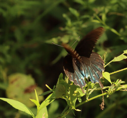 Pipevine Swallowtail