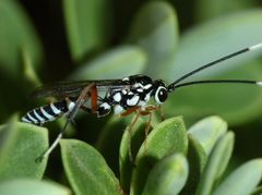 Glabridorsum stokesii
