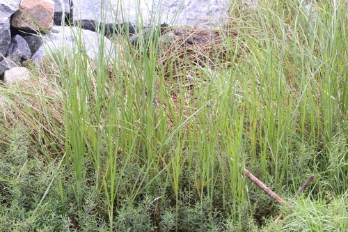 Carex scabrifolia iNat (3)