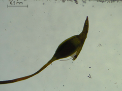 Anacamptodon splachnoides