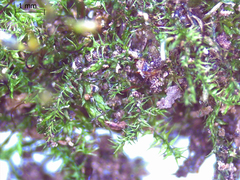 Anacamptodon splachnoides