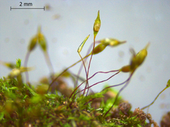 Anacamptodon splachnoides