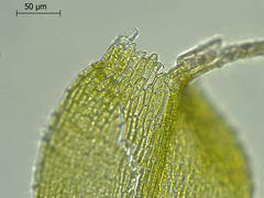 Anacamptodon splachnoides