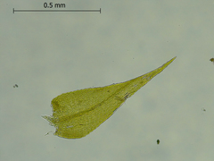 Anacamptodon splachnoides