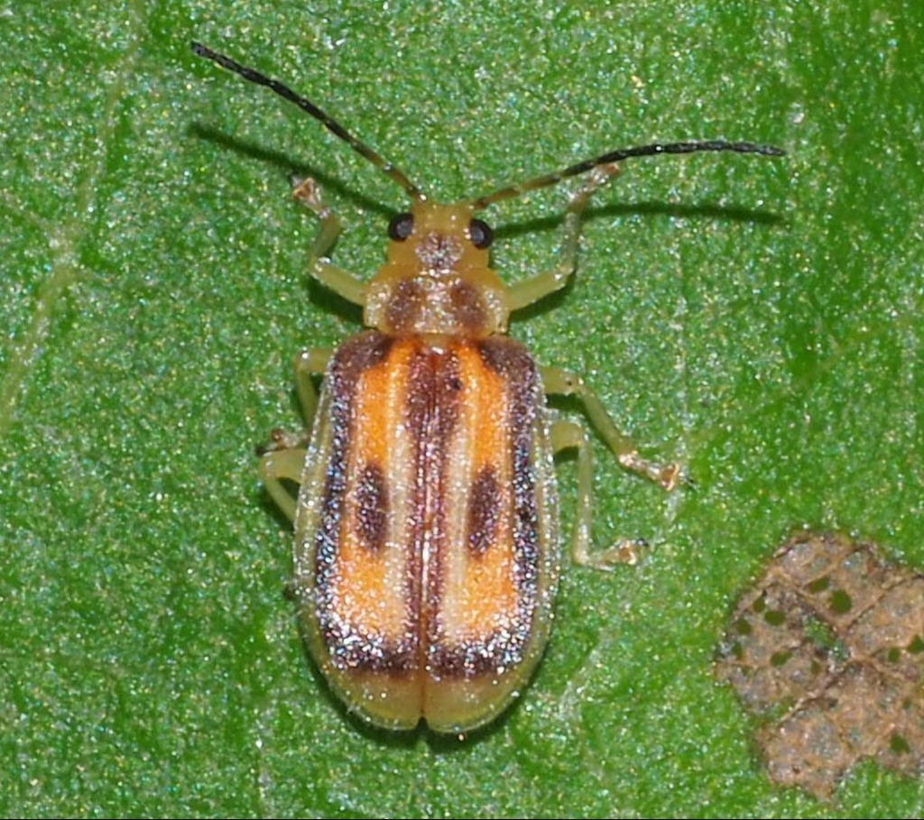 Yingaresca amazonica
