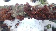 Phaeotremella foliacea