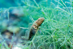 Frog Goby photo 2