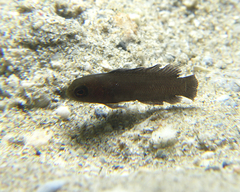 Assiculus punctatus