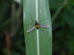 Tipula holoserica