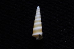 Terebra