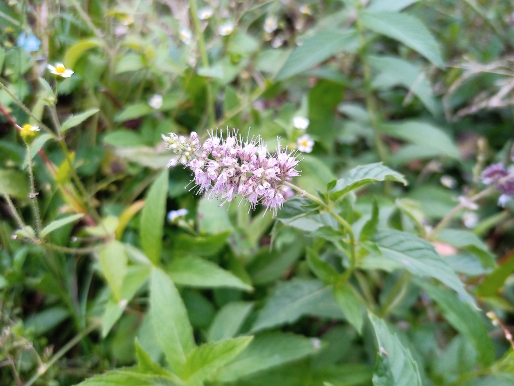 Mentha spicata