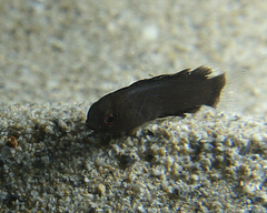 Assiculus punctatus