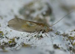 Caeciliusidae