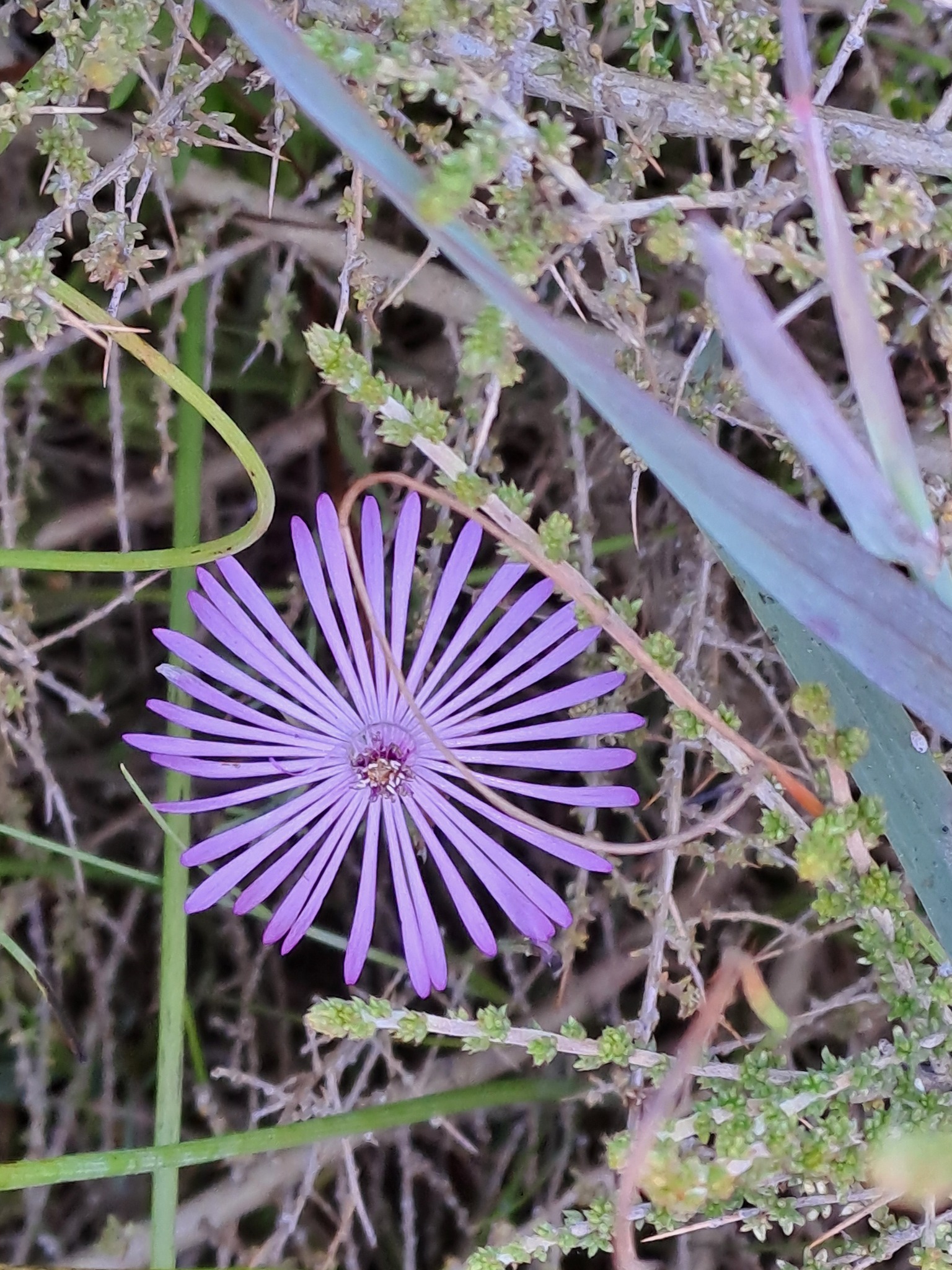 Lampranthus filicaulis (Haw.) N.E.Br. 2