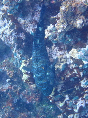 Cirrhitus rivulatus