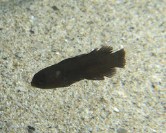 Assiculus punctatus
