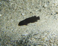 Assiculus punctatus