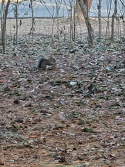 Sciurus carolinensis