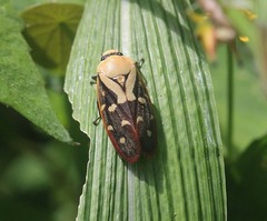 Phymatostetha rufolimbata