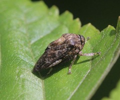 Balala