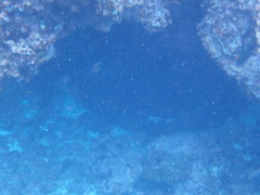 Taeniurops meyeni