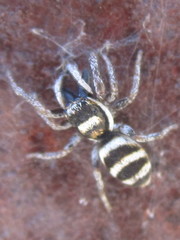 Salticus austinensis