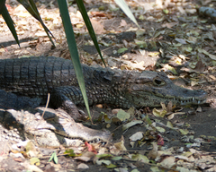Image of Caiman crocodilus