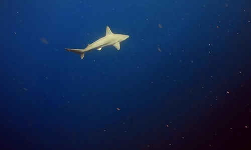 Carcharhinus plumbeus, 2025-09-13