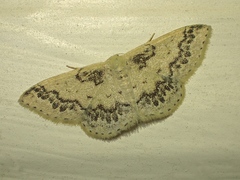 Idaea pseliota