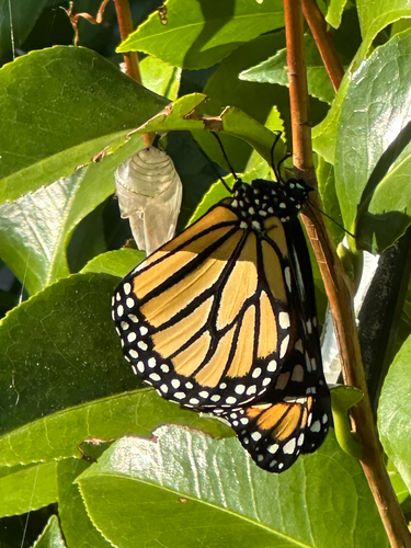 Monarch Butterfly